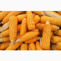 Есть покупатели пшеницы и кукурузы с эливаторов и хозяйств с всей Украины 1 000 тонн