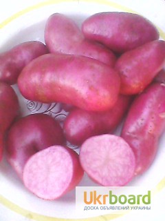Фото 2. Картопля кольорова, картошка цветная