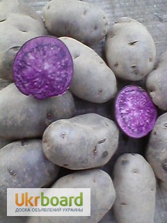Фото 3. Картопля кольорова, картошка цветная