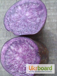 Фото 6. Картопля кольорова, картошка цветная