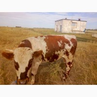 Мясокомбинат покупает у населения коров, Быков, телек, Баранов, лошадей