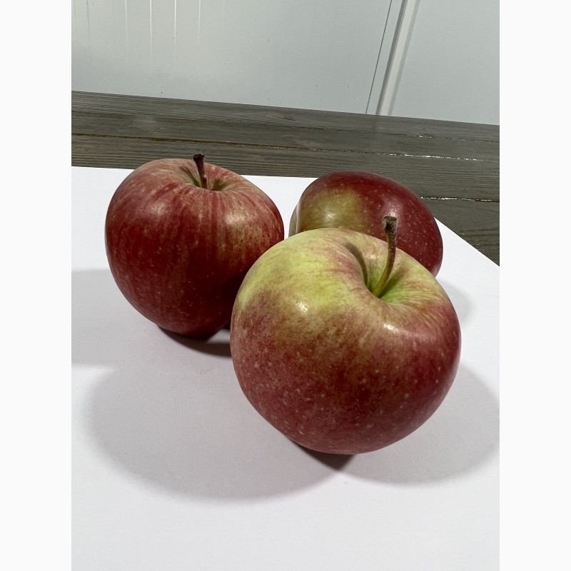 Фото 4. Продам яблука Фуджі