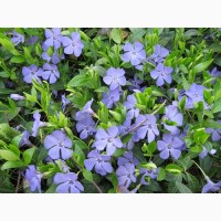 Продам саженцы живучки ползучей(Ajuga reptans) Атропурпуреа