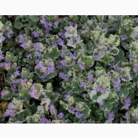 Продам саженцы живучки ползучей(Ajuga reptans) Атропурпуреа