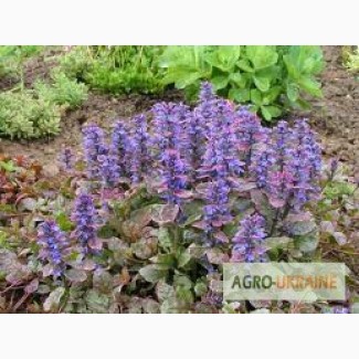 Продам саженцы живучки ползучей(Ajuga reptans) Атропурпуреа