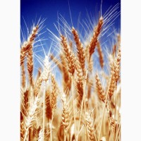 КУПЛЮ пшеницу фураж (4 класс)
