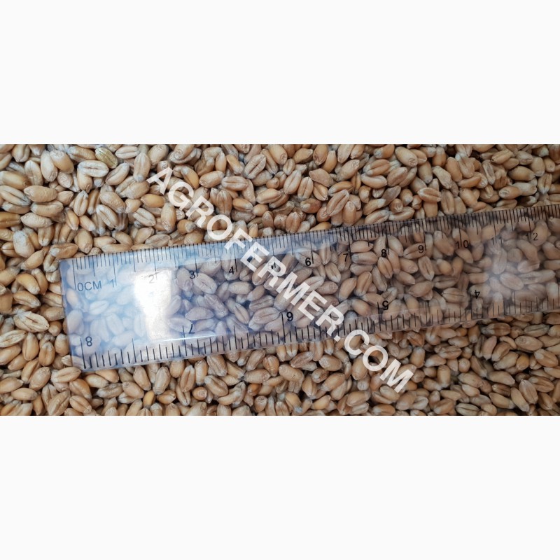 Фото 8. Семена пшеницы сорт FOX канадская трансгенная двуручка