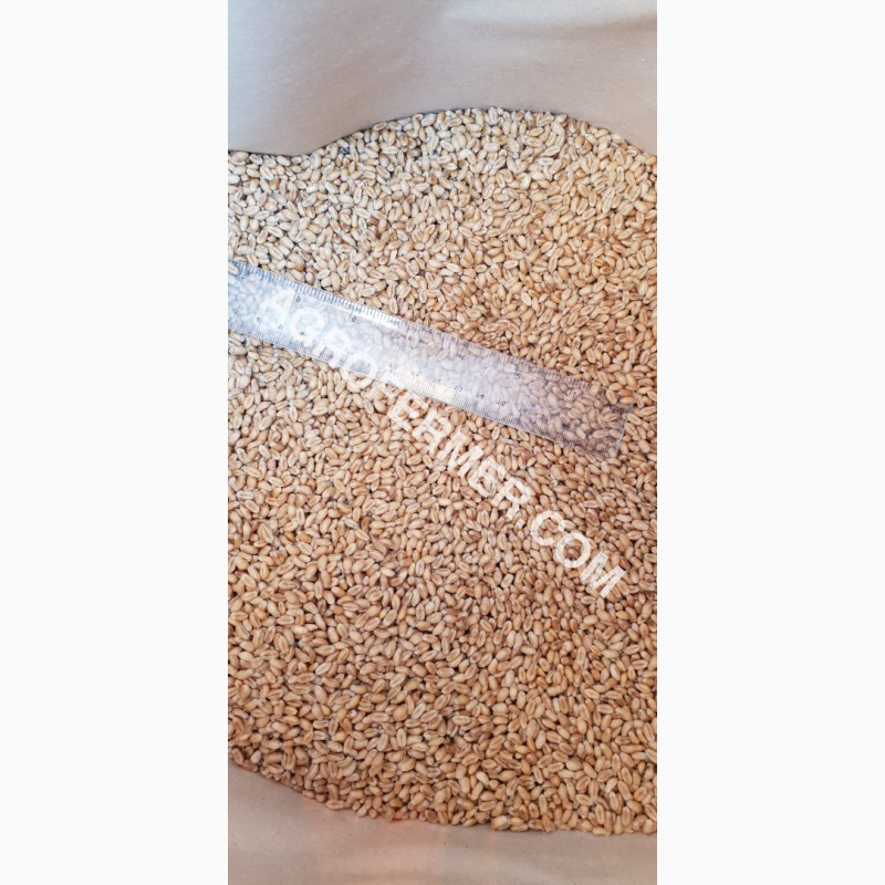 Фото 2. Семена пшеницы сорт FOX канадская трансгенная двуручка