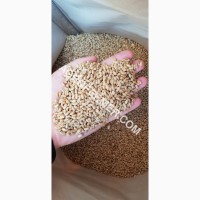 Семена пшеницы сорт FOX канадская трансгенная двуручка