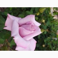Распродажа розы 5-6 лет большие кусты Индиголетта, Блю мун, Оранж бейби, ред пиано