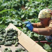 Сезонная работа для женщин и мужчин в Сербии. Сбор урожая огурцов