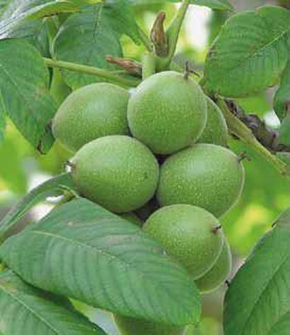 Фото 2. Фундук - 2- летнее растение, грецкие орехи