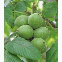 Фундук - 2- летнее растение, грецкие орехи
