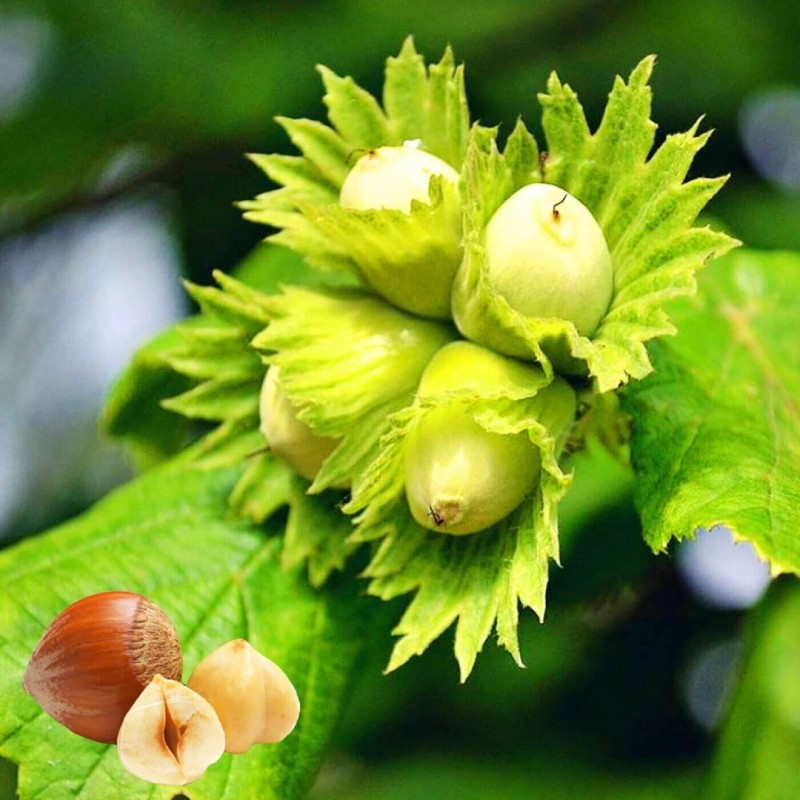 Фото 4. Фундук - 2- летнее растение, грецкие орехи