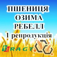 Насіння озимої пшениці РЕБЕЛЛ 1 репродукція RAGT