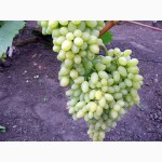 Виноград, : саженцы в херсонской области