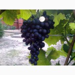 Виноград, : саженцы в херсонской области