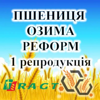 Насіння озимої пшениці РЕФОРМ 1 репродукція RAGT