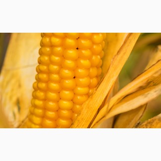 Насіння кукурудзи ЯНІС (ФАО 270)