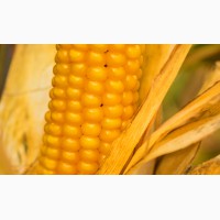 Насіння кукурудзи ЯНІС (ФАО 270)