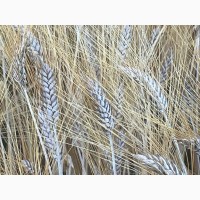 Насіння пшениці твердої озимої, Прима Унави, РР.НН.С