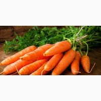 Морква преміум-класу від виробника