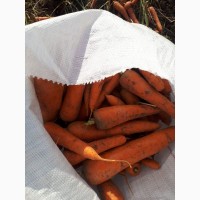 Продам морковь поставщика с 10 тонн