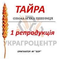 Насіння озимої пшениці ТАЙРА 1 репродукція ФГ БОР 2023р