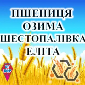 Насіння озимої пшениці ШЕСТОПАЛІВКА еліта