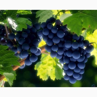 Продам виноград Зайбер), 1001