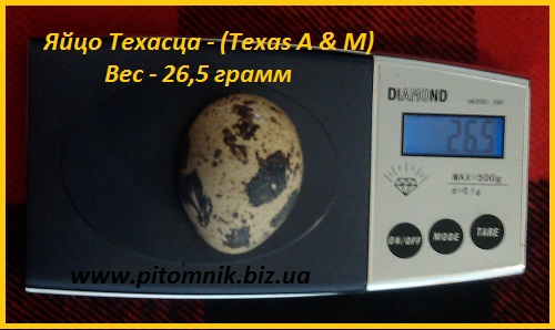 Яйца инкубационные порода Техасский белый - бройлер (США)
