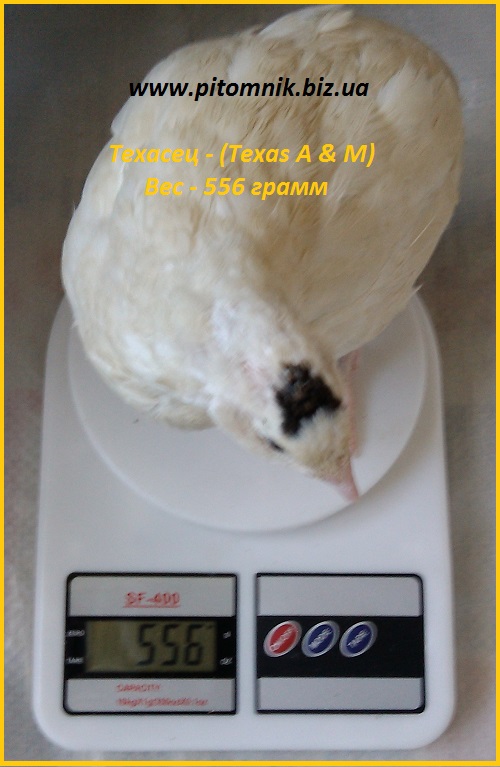 Фото 2. Яйца инкубационные порода Техасский белый - бройлер (США)