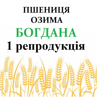 Насіння озимої пшениці БОГДАНА 1 репродукція (с. Саї)