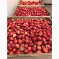 Продам яблука ерован (редчіф), фуджі, пінк леді.Вінницька область м.Немирів