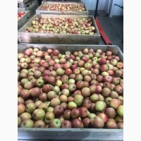 Продам яблука ерован (редчіф), фуджі, пінк леді.Вінницька область м.Немирів