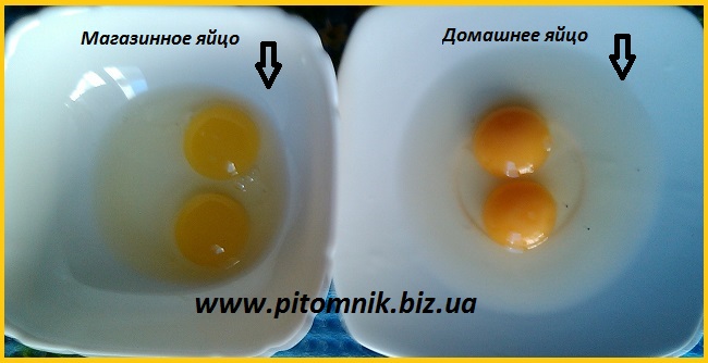 Фото 5. Перепелиные яйца - перепелов, домашние