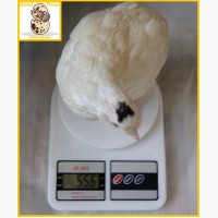 Яйцо перепелиное инкубационное породы Техасский белый - супер бройлер (США)