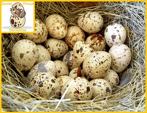 Фото 5. Яйцо перепелиное инкубационное породы Техасский белый - супер бройлер (США)