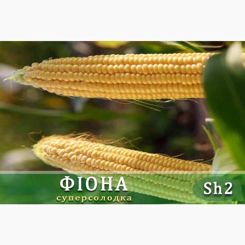 Фото 7. Семена сладкой кукурузы Фиона F1 Sh2 Мнагор, 20000, кукурудза