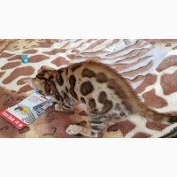 Бенгальская кошка купить Днепр купить бенгальского котенка Днепр