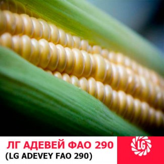 Семена кукурузы Адевей Лимагрейн ФАО 290