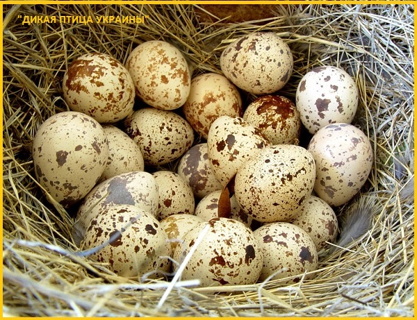 Фото 5. Яйца инкубационные перепела Фараон (селекция Испании)