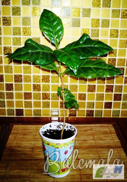 Фото 2. Продажа саженцев кофейного дерева, сорт Арабика