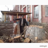 Спил деревьев Киев. Удаление пней, вывоз веток