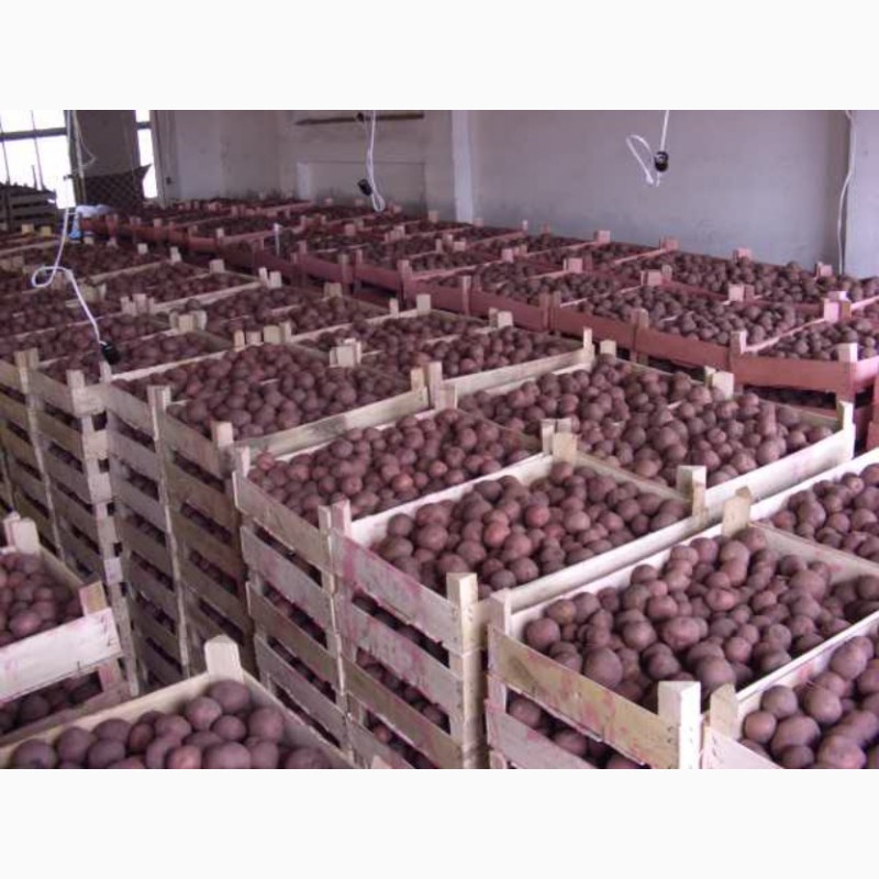 Фото 2. Оптовая продажа картофеля от ТОВ Компании УкрТор