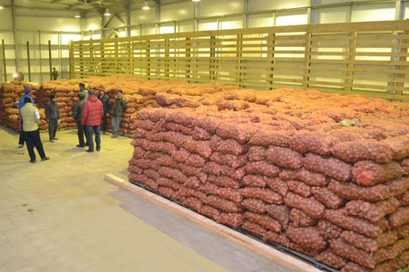 Фото 4. Оптовая продажа картофеля от ТОВ Компании УкрТор