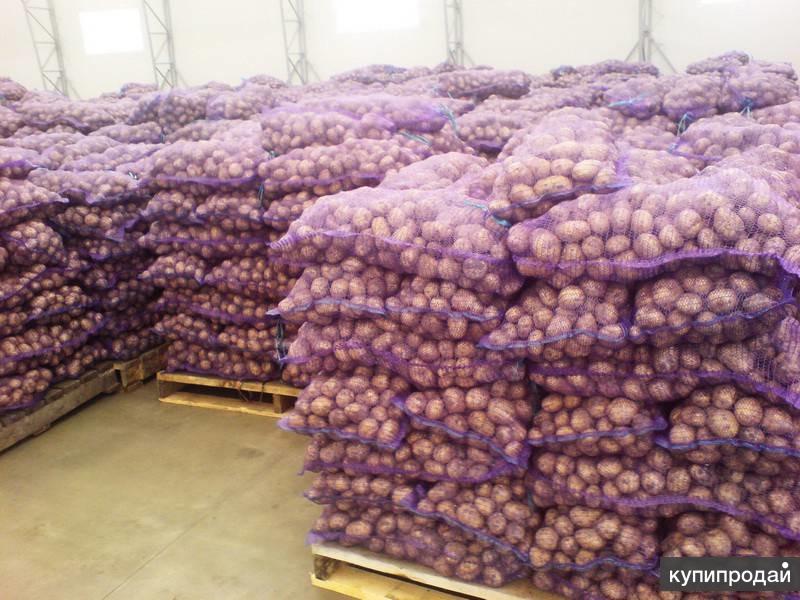 Фото 5. Оптовая продажа картофеля от ТОВ Компании УкрТор