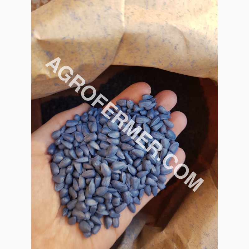 Фото 11. Семена подcолнечника CRESTON FS 799 Канадский трансгенный гибрид
