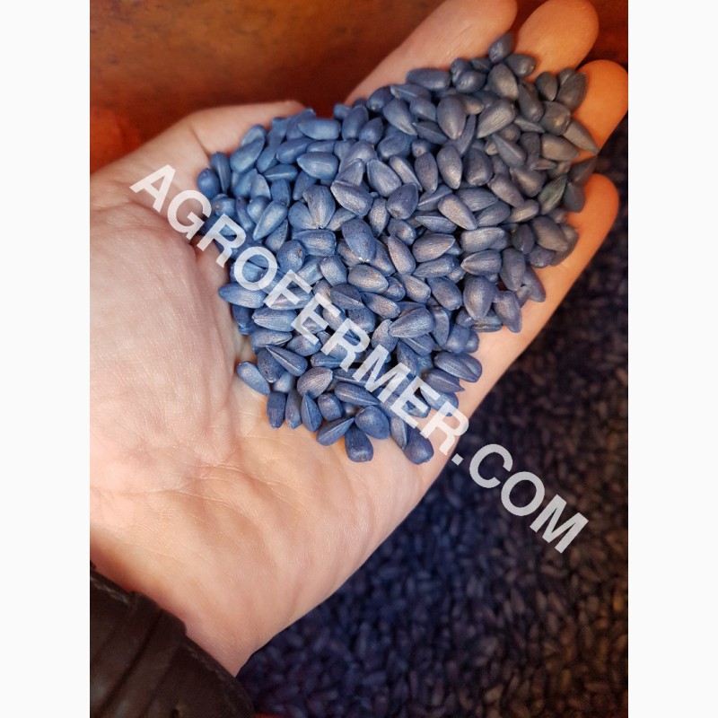 Фото 12. Семена подcолнечника CRESTON FS 799 Канадский трансгенный гибрид