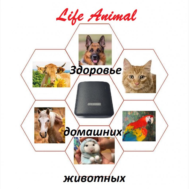 Фото 5. Помощь ветеринару прибор Life Animal 4 уровня мощности| Акция: кешбэк 10%